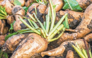 Dandelion Root Extract