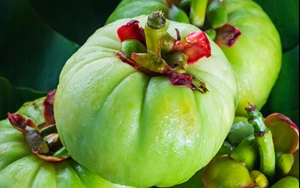 Garcinia Cambogia