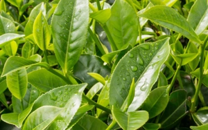 Green Tea Extract