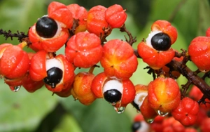 Guarana Seed Extract